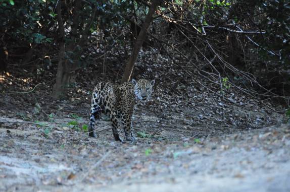Onça nos observa em praia no rio Cuiabá, região de Porto Jofre, no final da rodovia Transpantaneira, no Pantanal Norte, no Mato Grosso
